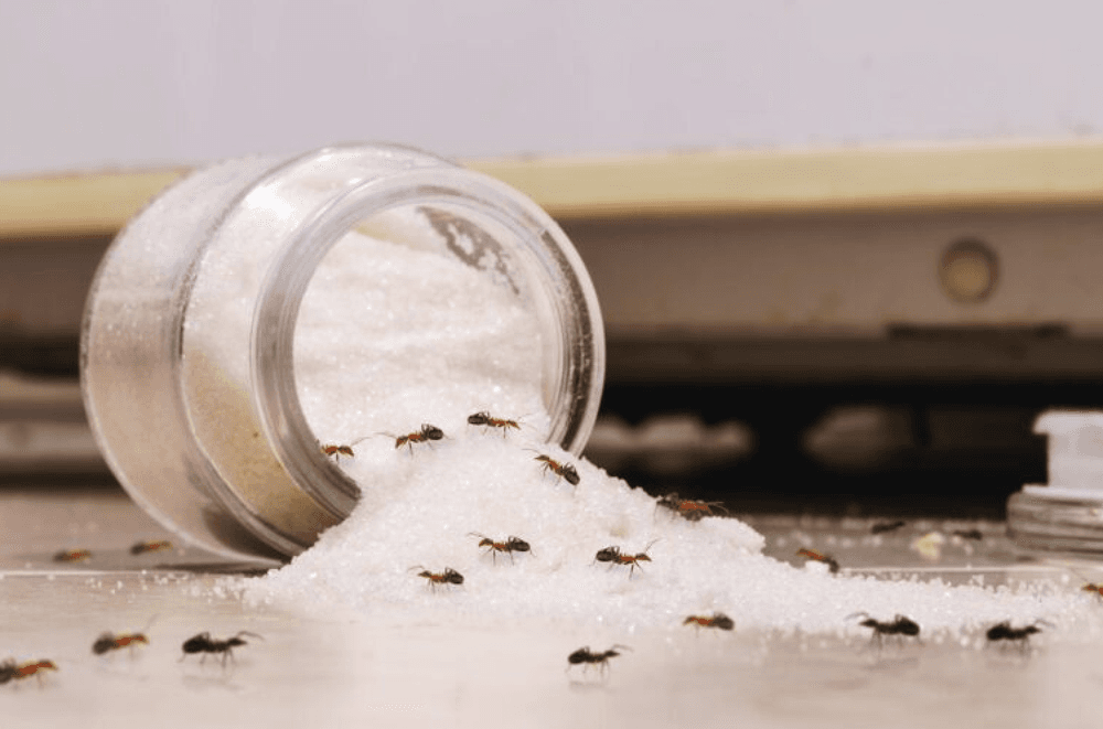 Small reddish-brown ants swarming granulated sugar spilled from a tipped glass jar on a kitchen counter.