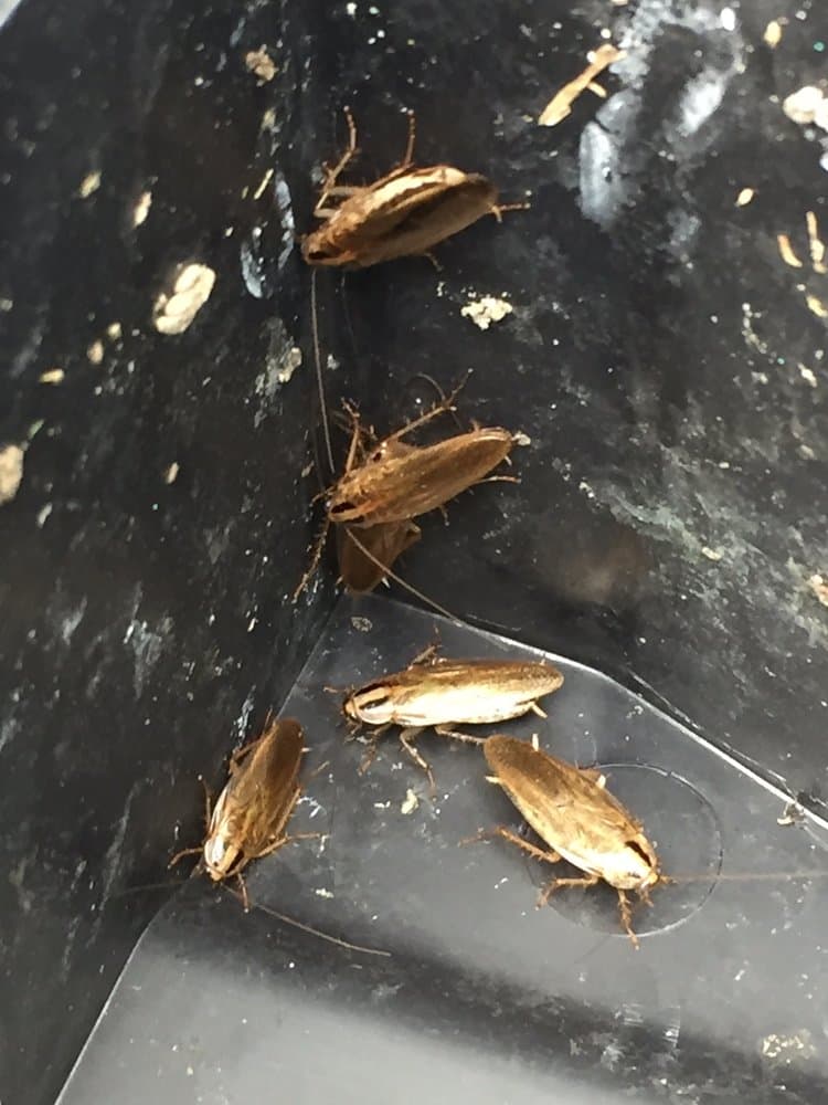 Several tan German cockroaches with two dark stripes behind the head clustered inside a dark plastic bait station.
