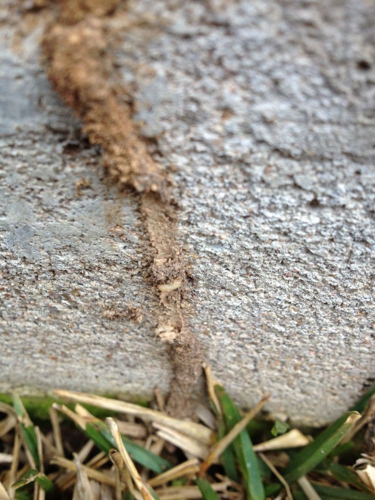 Live pale subterranean termites exposed inside a broken mud tube running up a concrete house foundation.