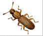 bug_icon_beetle