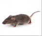 rat exterminator and rodent control